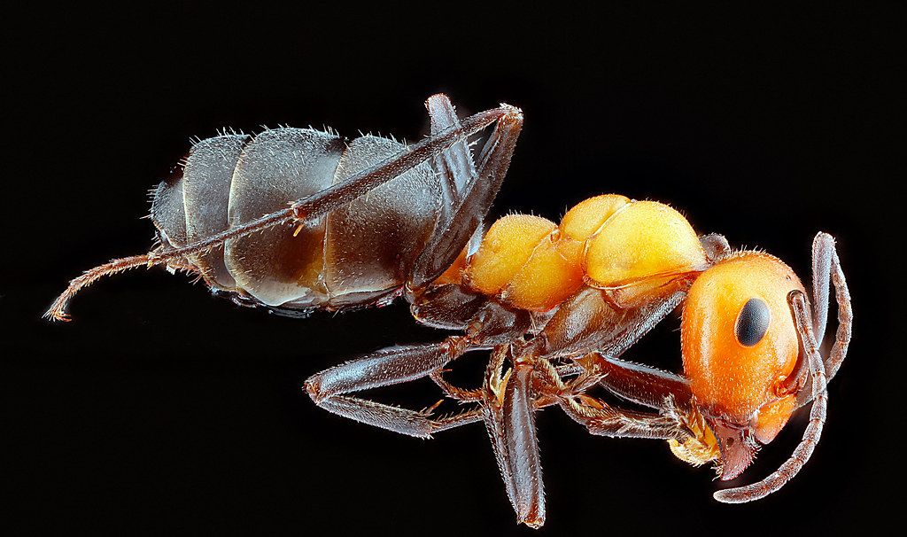Ant Control service in Apopka, FL