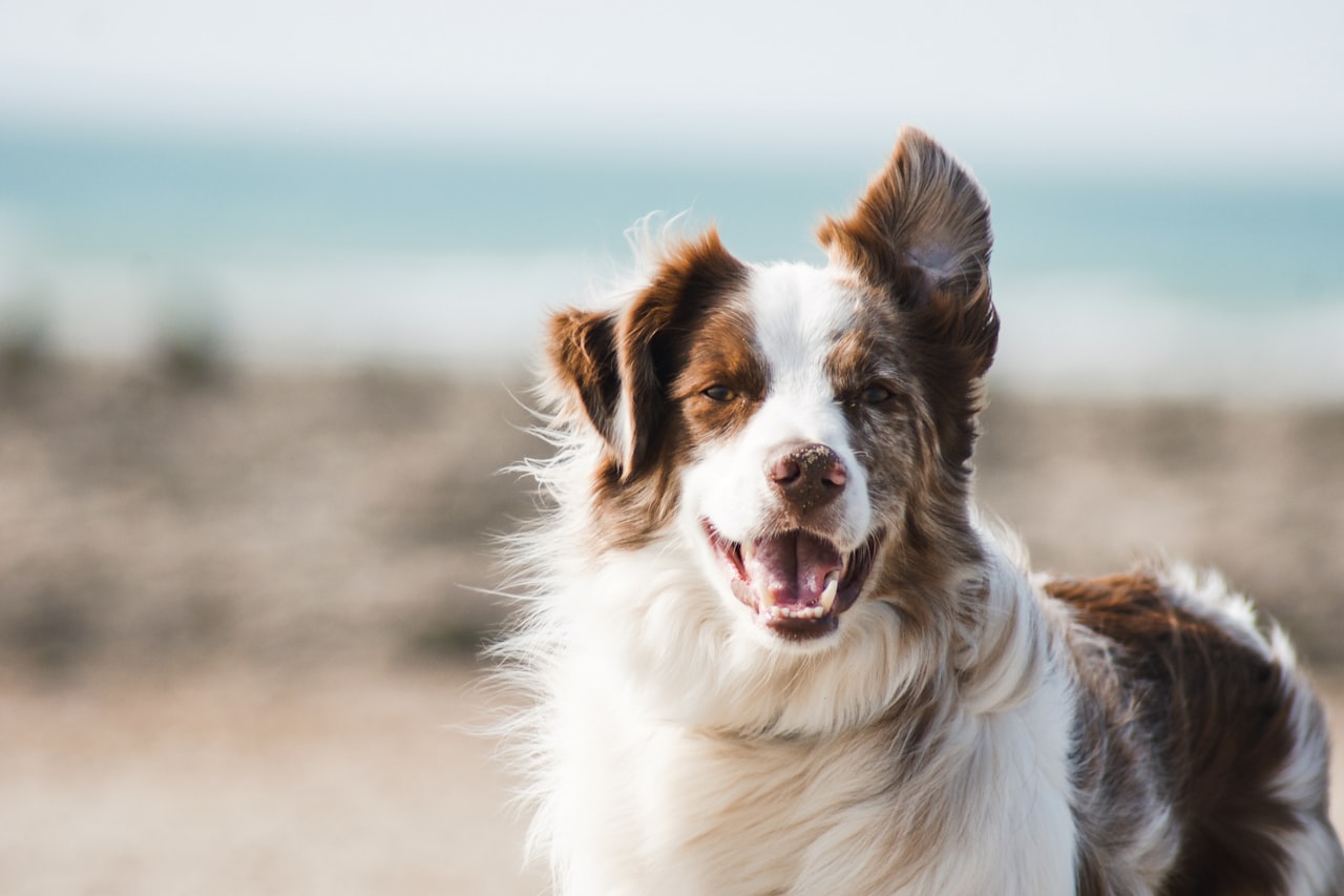 Flea & Tick Control service in Apopka, FL