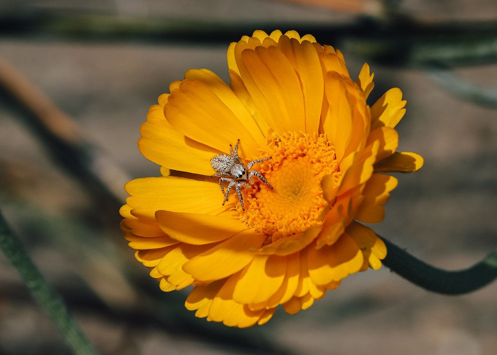 Spider Control service in Apopka, FL